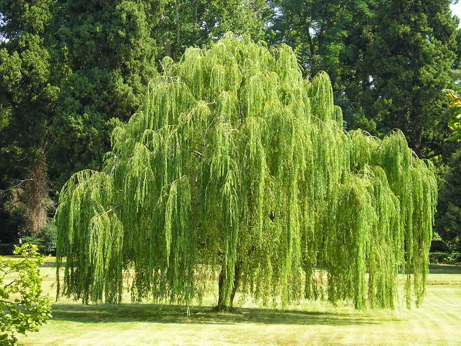 Salix babylonica (Babylon Weeping Willow, Silver Willow, Weeping