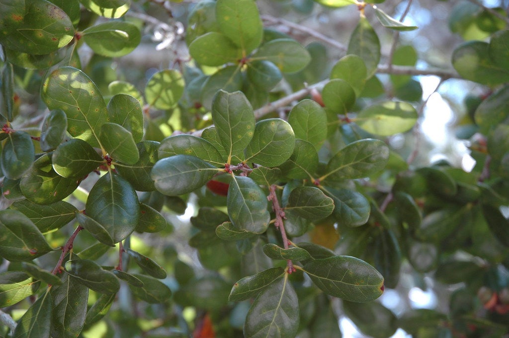 Myrtle Oak (Quercus myrtifolia) 13 Quercus myrtifolia - Myrtle Oak